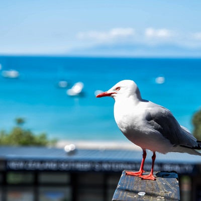 ニュージーランドの海岸沿いの風景と海鳥の写真