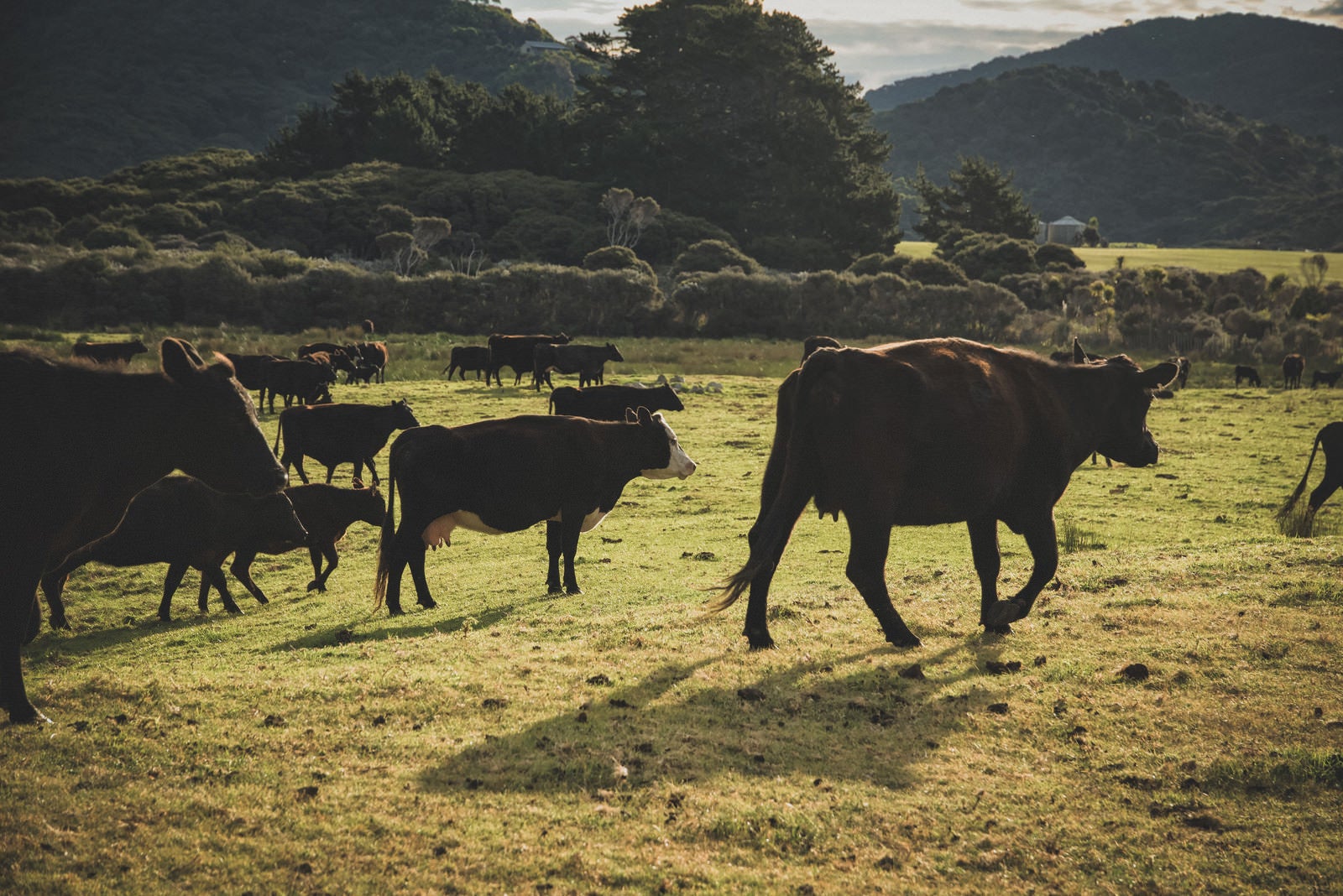 「ニュージーランドの放牧された牛たち」の写真
