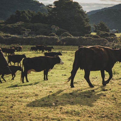 ニュージーランドの放牧された牛たちの写真