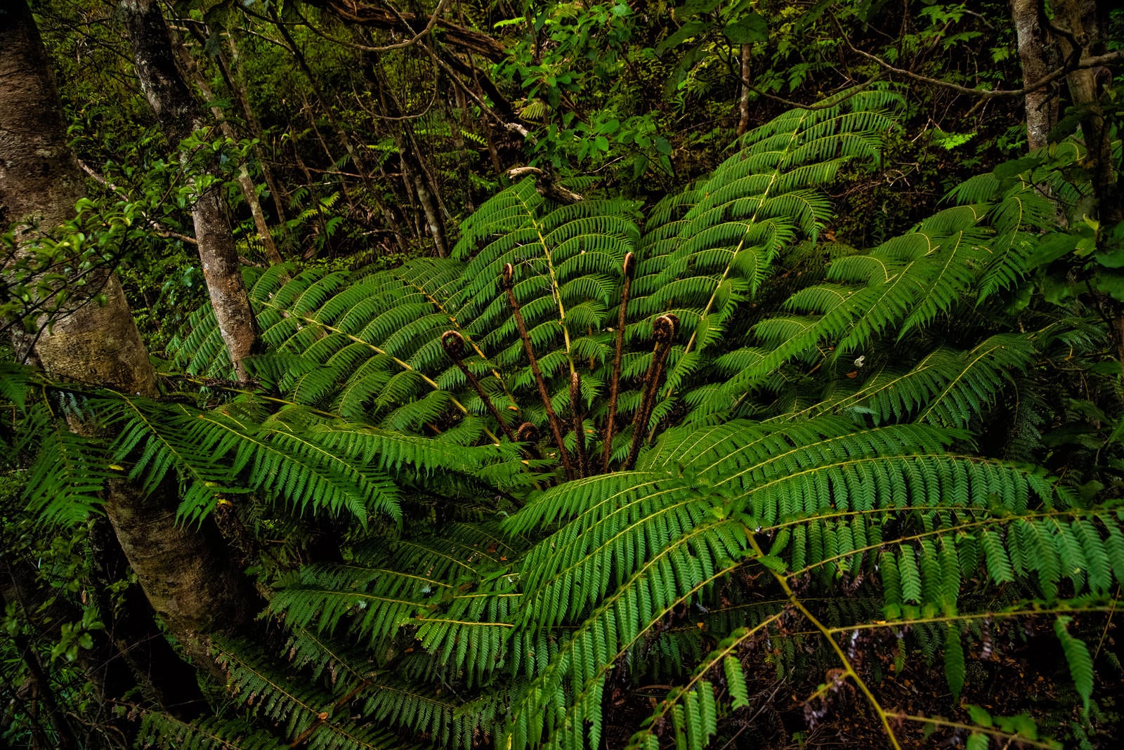「ニュージーランド原産のシルバーファーン（シダ植物）」の写真