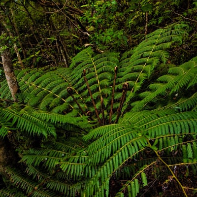 ニュージーランド原産のシルバーファーン（シダ植物）の写真