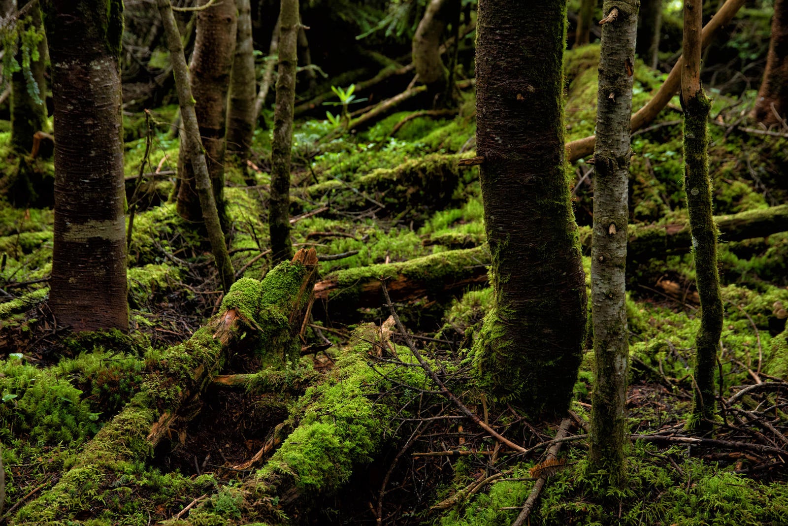 「苔生す原生林」の写真