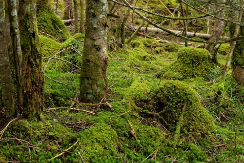 苔生した森の様子の写真