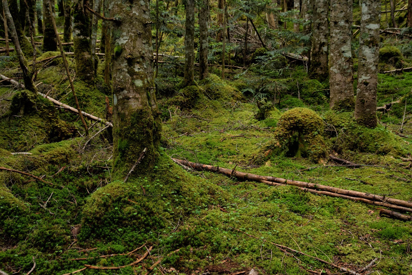 「森の木々を侵食していく苔」の写真