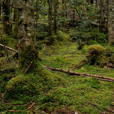 森の木々を侵食していく苔の写真