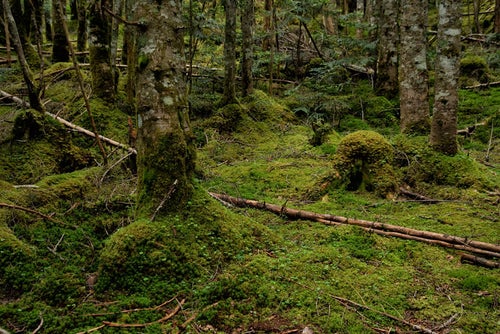 森の木々を侵食していく苔の写真
