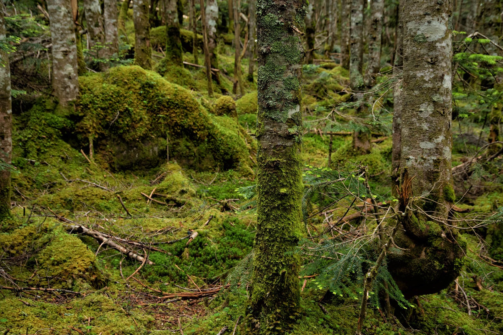 「苔生した森の中の木々」の写真