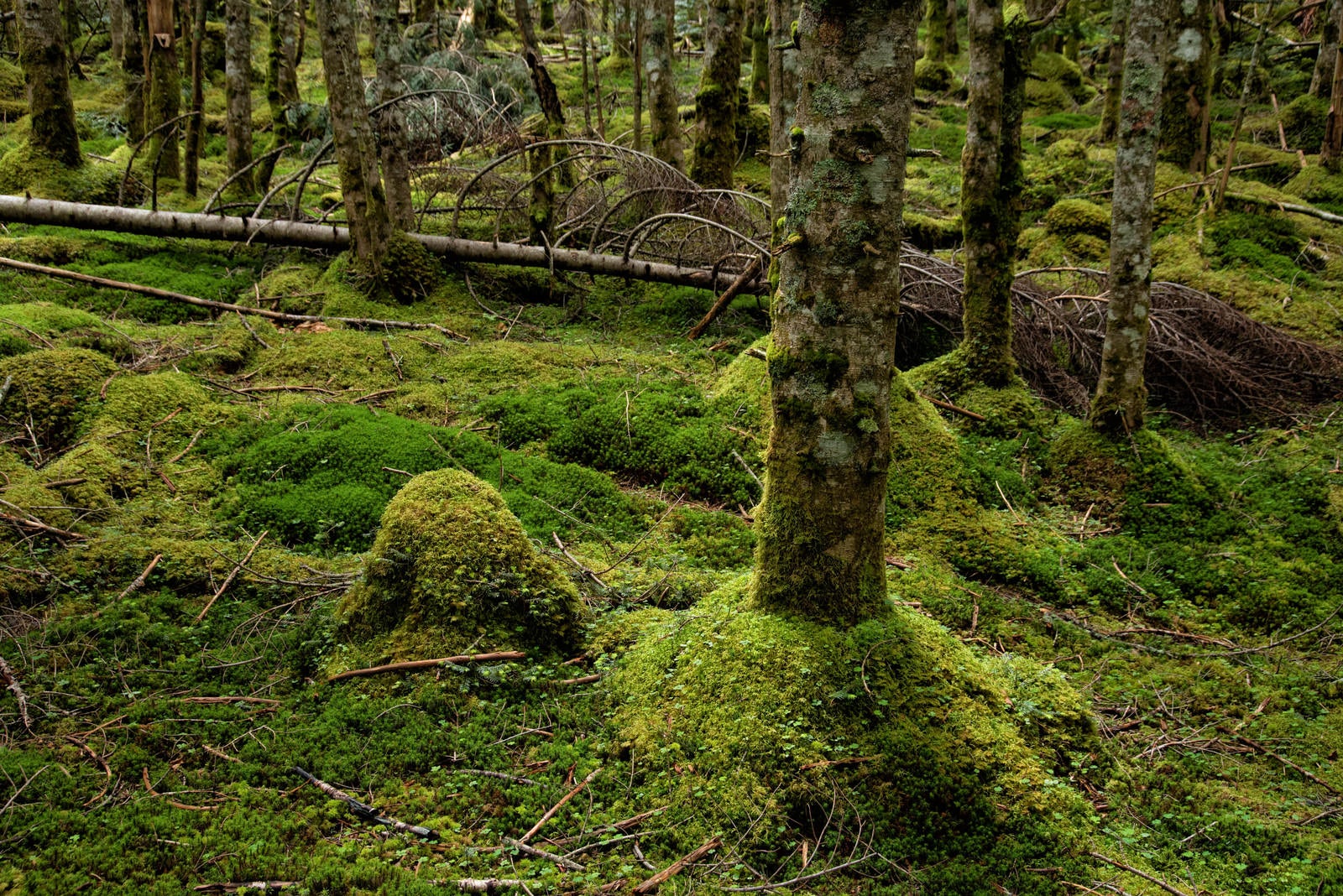 「倒木と苔生す森の大地」の写真