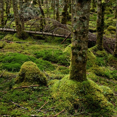 倒木と苔生す森の大地の写真