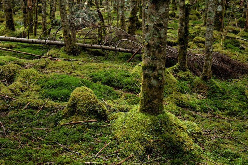 倒木と苔生す森の大地の写真