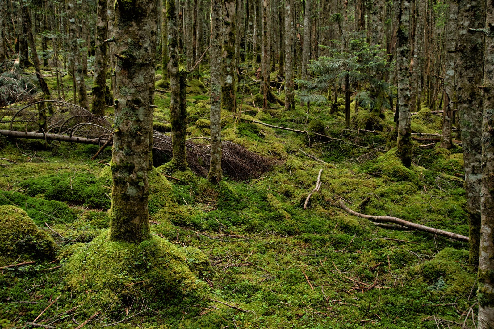 「苔生す大地とどこまでも続く森」の写真