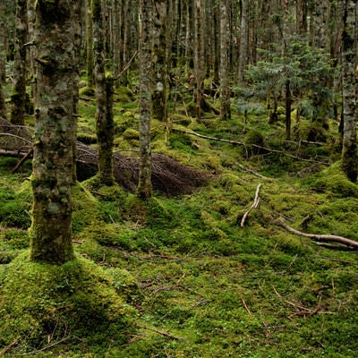 苔生す大地とどこまでも続く森の写真