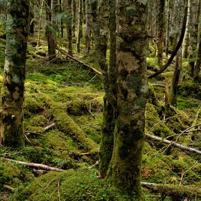 原生林の苔生す木々の写真