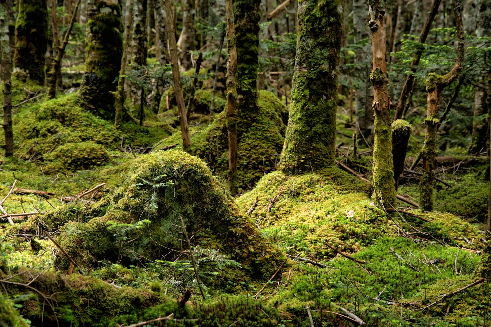 「森の中に自生する苔の大地」の写真