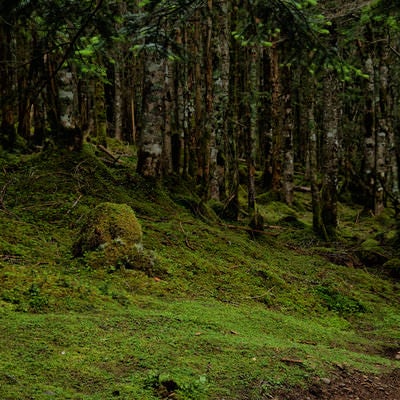 森から広がる苔生す大地の写真