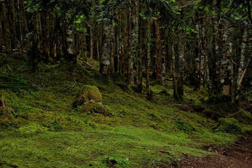 森から広がる苔生す大地の写真
