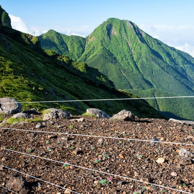 コマクサの群生を守る電気柵と阿弥陀岳（八ヶ岳）の写真