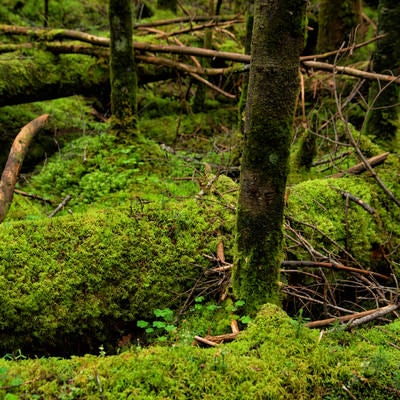 倒木に密生する苔の写真