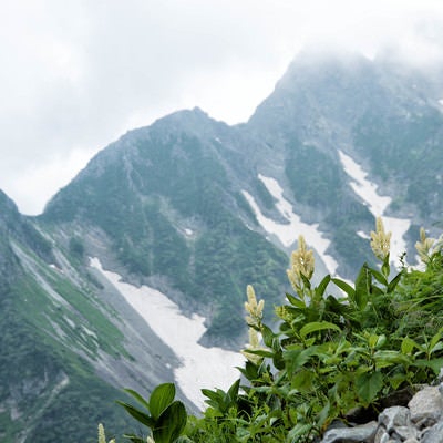 北穂高岳に咲く高山植物（コバイケイソウ）の写真