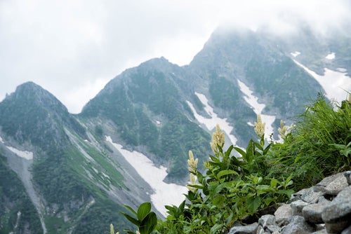 北穂高岳に咲く高山植物（コバイケイソウ）の写真