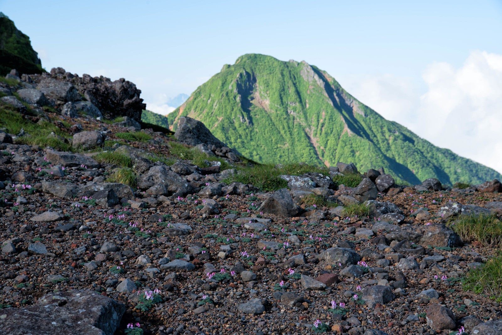 「南八ヶ岳の砂礫地に咲く高山植物の女王（コマクサ）の群生」の写真