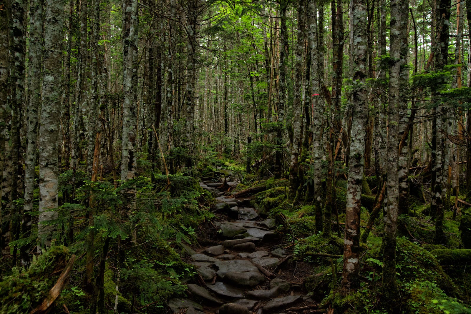 「苔生す原生林の石の登山道」の写真
