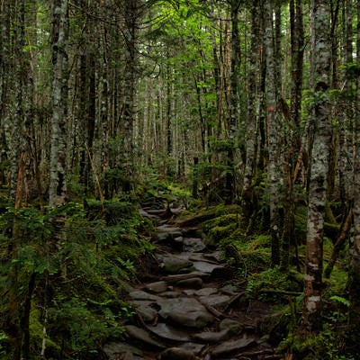 苔生す原生林の石の登山道の写真
