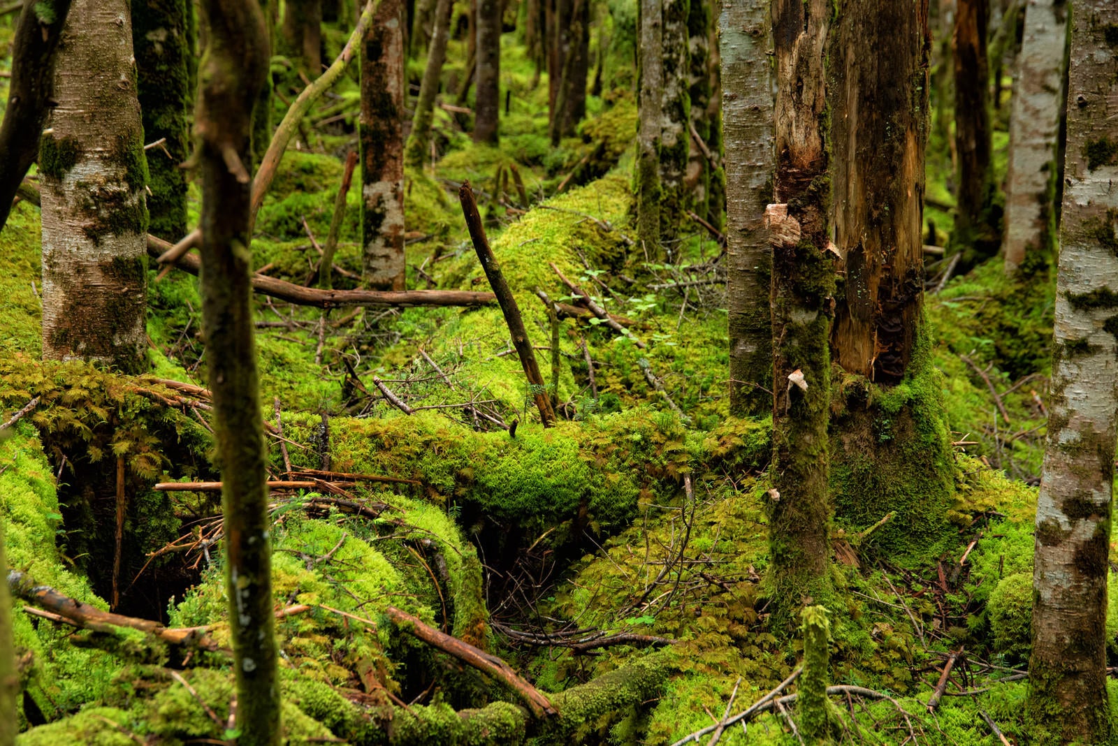 「地面を覆い隠すほどに群生する苔」の写真