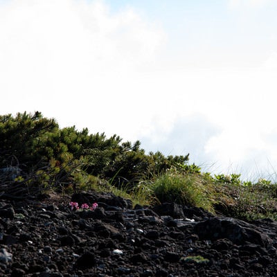 砂礫地に息吹く高山植物の女王（コマクサ）の写真