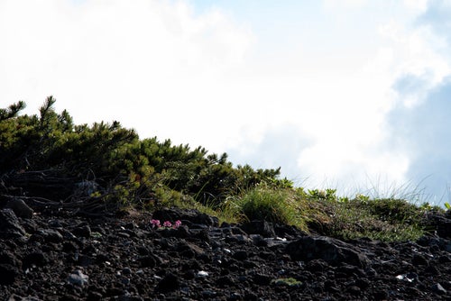 砂礫地に息吹く高山植物の女王（コマクサ）の写真