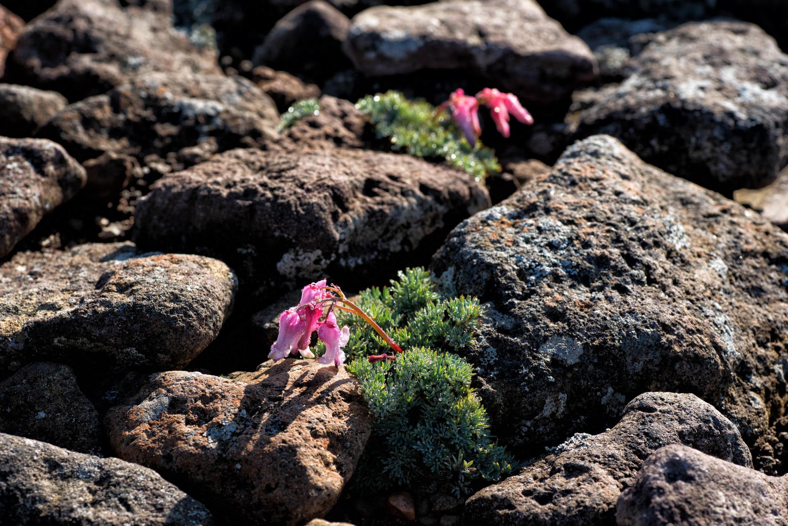 「岩間に咲く高山植物（コマクサ）」の写真
