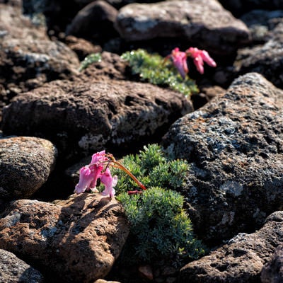 岩間に咲く高山植物（コマクサ）の写真