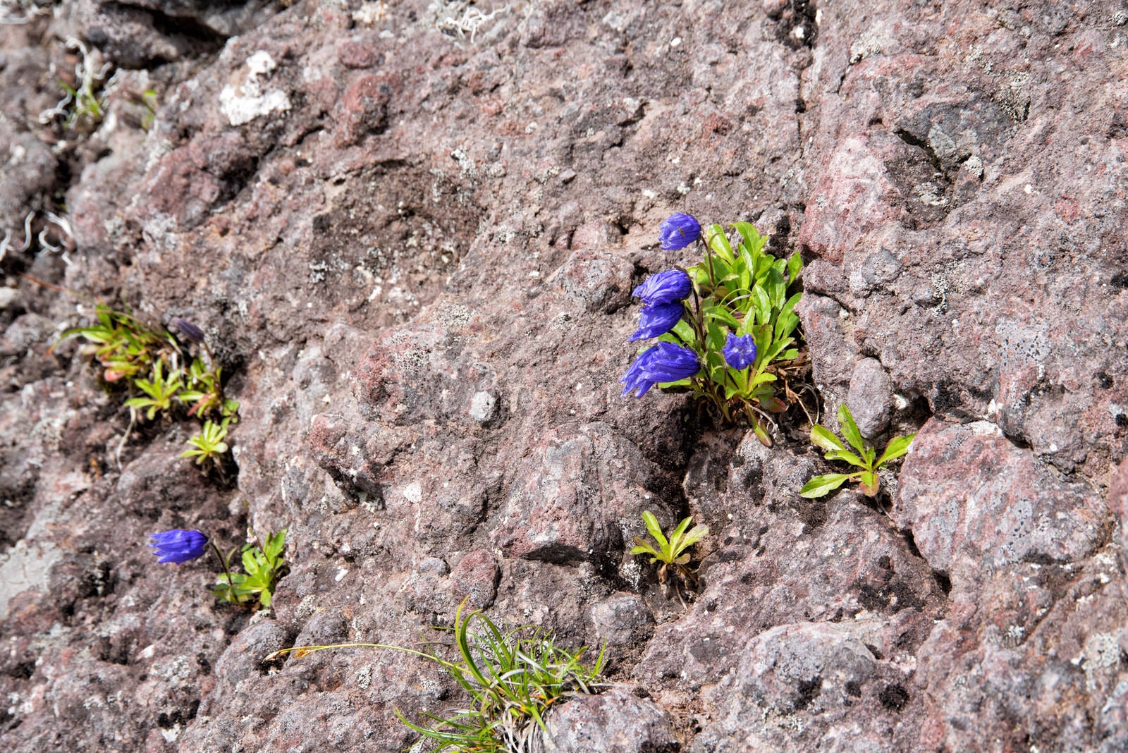 「岩肌にしがみ付いて咲く高山植物」の写真