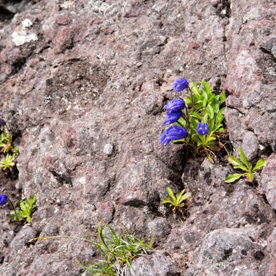 岩肌にしがみ付いて咲く高山植物の写真
