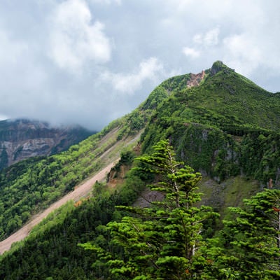 新緑に覆われた東天狗岳と曇り空（八ヶ岳連峰）の写真