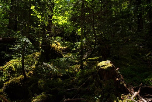 原生林を照らす光の写真