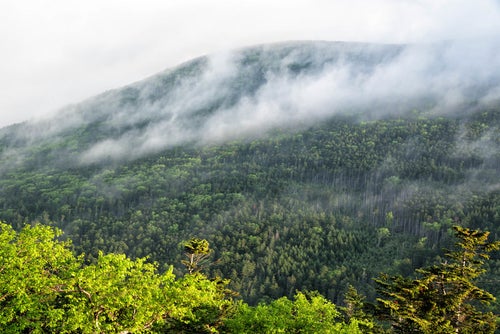 朝靄が流れ行く森の写真
