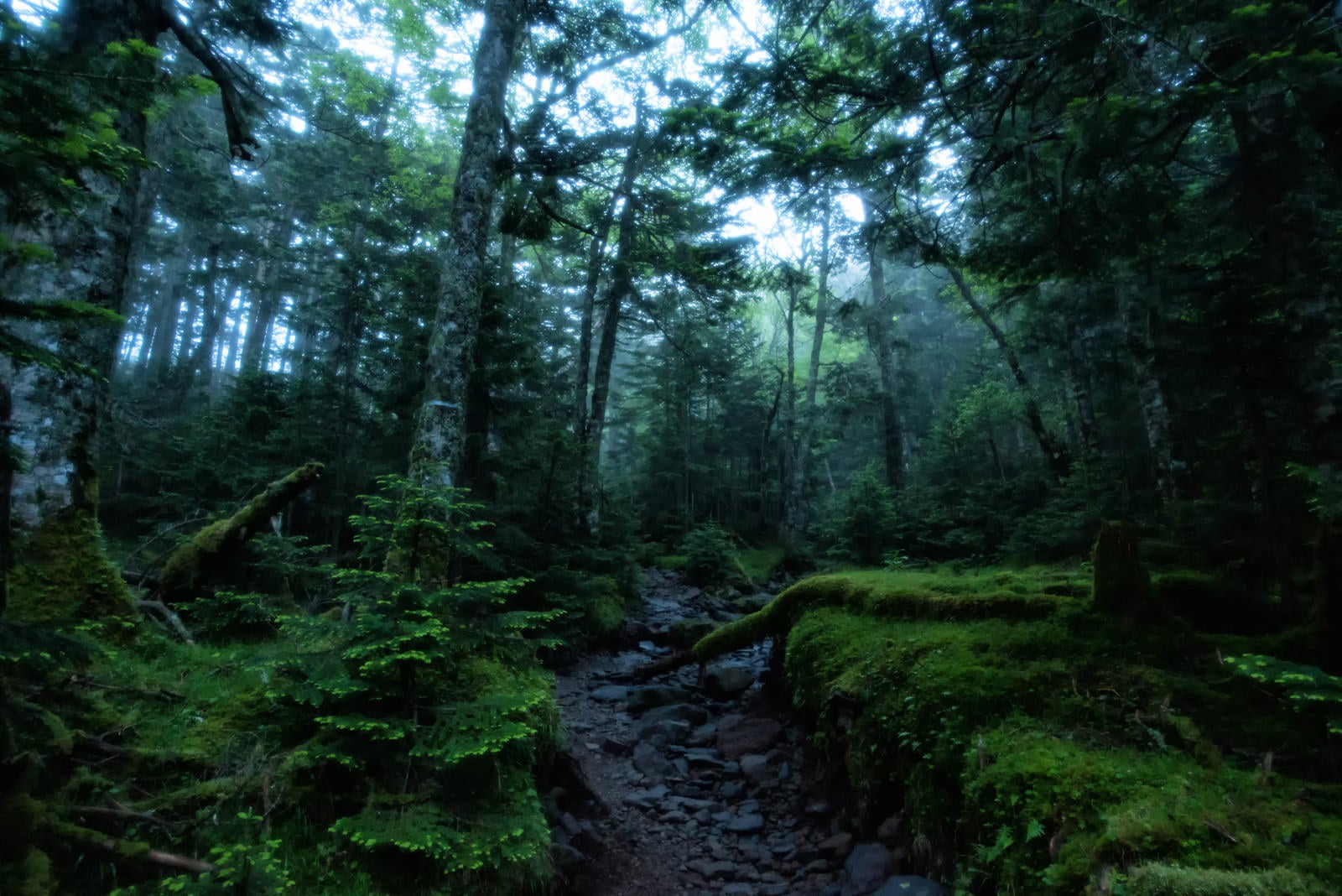 「朝靄に包まれる森の道」の写真