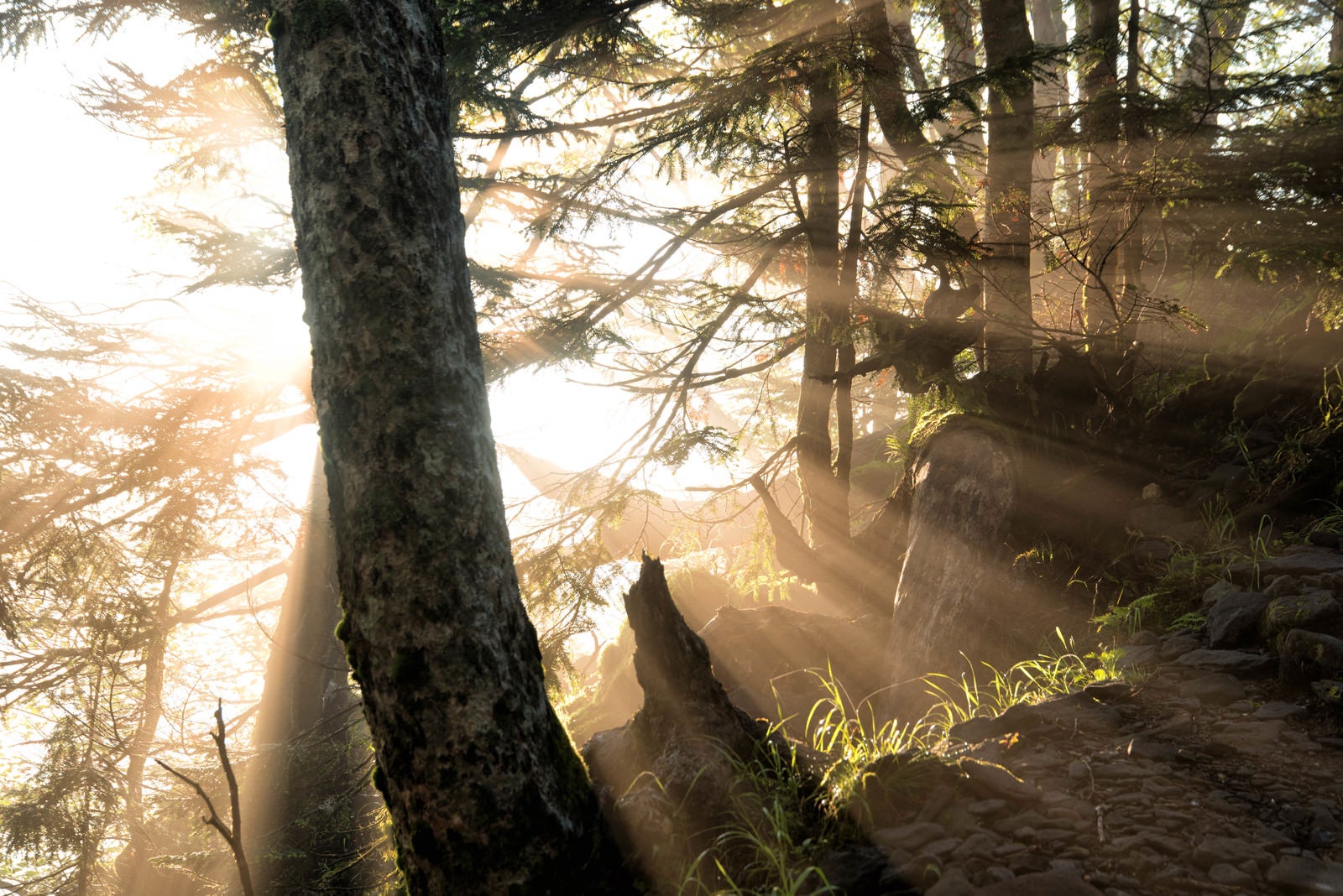 「森の中に立ち込める朝靄に降り注ぐ朝日」の写真