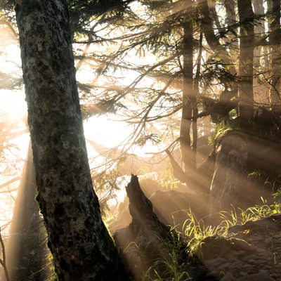 森の中に立ち込める朝靄に降り注ぐ朝日の写真