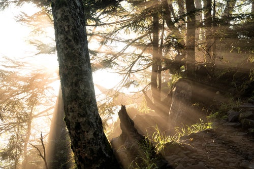 森の中に立ち込める朝靄に降り注ぐ朝日の写真