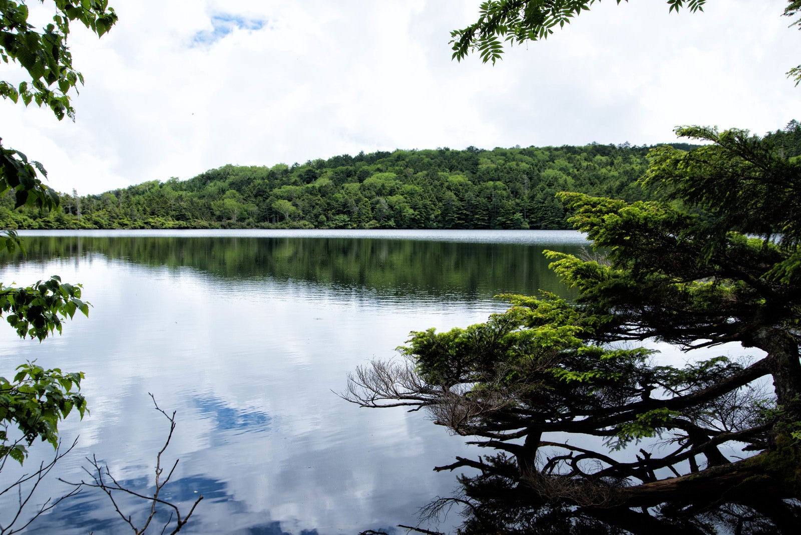 「木々に覆われた白駒の池に映る空（八千代高原）」の写真