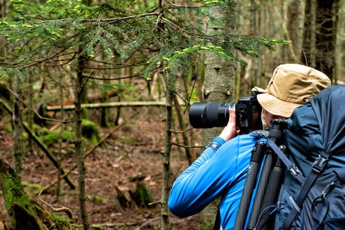 森の中を撮影する山岳カメラマンの写真