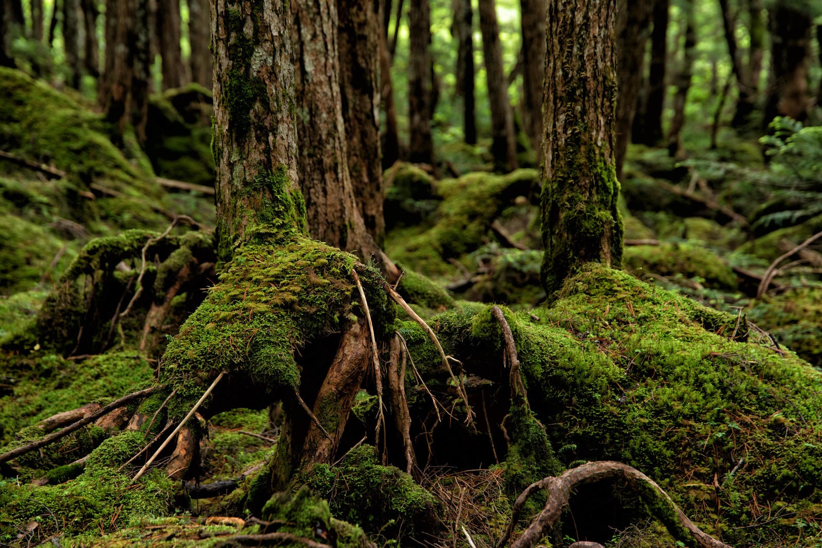 「木の根を覆う苔」の写真