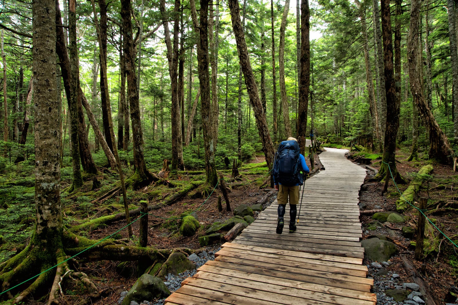 「整備された森の木道を散策する登山者」の写真
