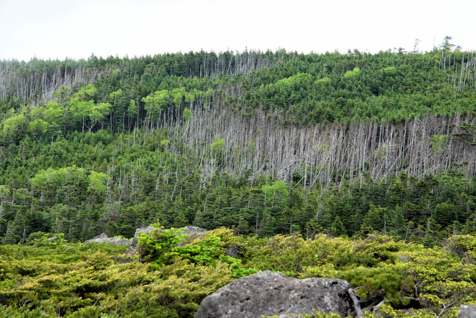 「立ち枯れ目立つ北八ヶ岳の森」の写真