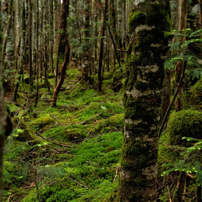 原生林の樹皮に張り付く苔 の写真