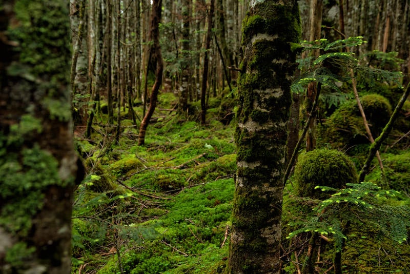 原生林の樹皮に張り付く苔 の写真