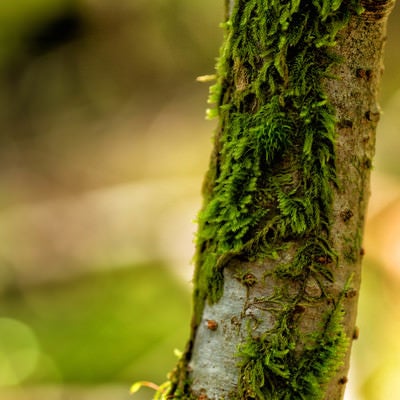 樹皮で自生する苔の写真