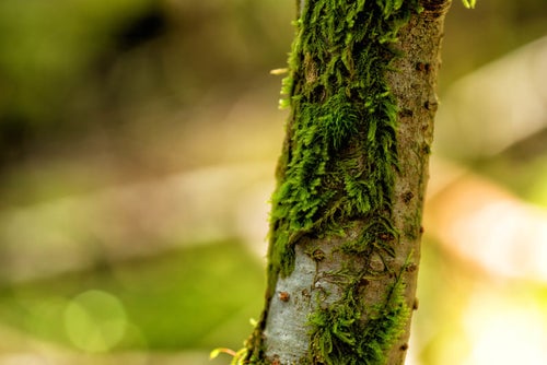 樹皮で自生する苔の写真